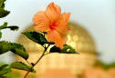 <b>IL MIO ORIENTE E' PIENO DI OCCIDENTE </b>