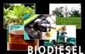 <b>BIODIESEL AD ALCATRAZ </b>