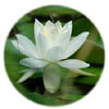 3 OTTOBRE 2014 ROMA L'APPROCCIO OLISTICO IN PSICOLOGIA, PSICOTERAPIA E COUNSELLING