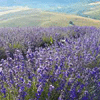 22 - 23 GIUGNO 2019 PIEVE SANTA LUCE (PISA) - LAVANDA FESTIVAL